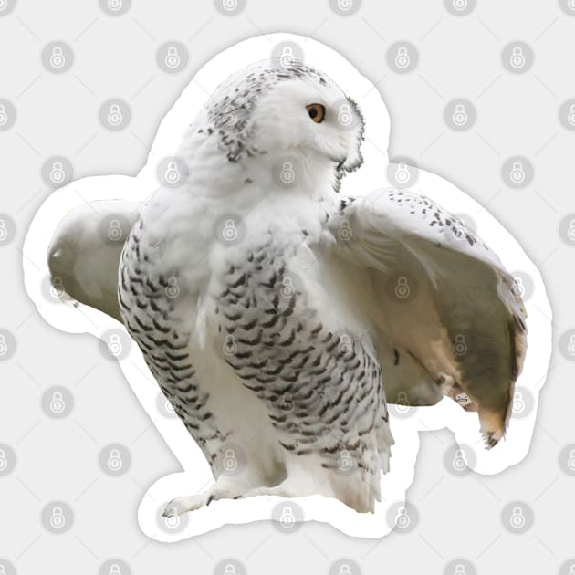 Snow owl / Swiss Artwork Photography Sticker by RaphaelWolf